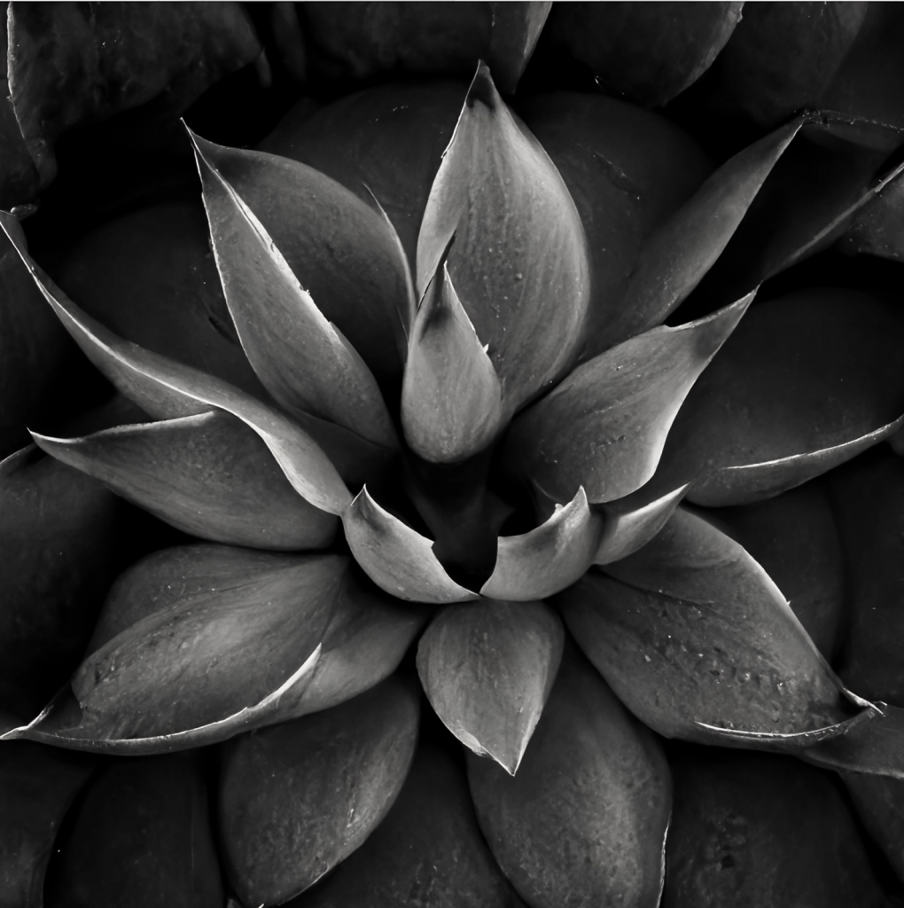b&w image of an agave