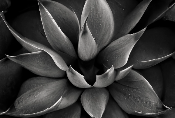 b&w image of an agave